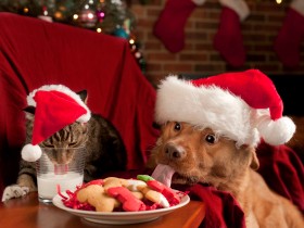 年末年始に多発！誤食事故　犬・猫に食べさせてはいけないもの、注意したいこと