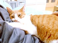 パパ大好きなフランくん。抱っこしてもらいうっとり（画像提供：ふうさんちさん）