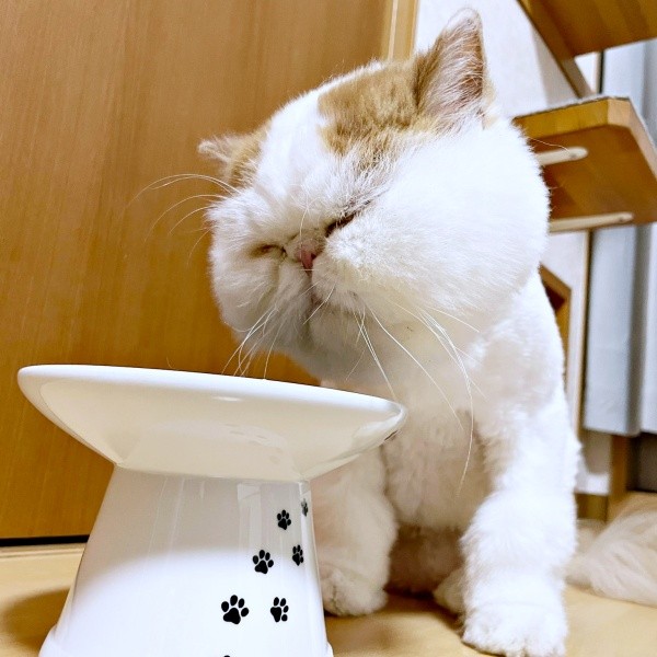 「ご飯、おいしい」 幸せそうなもけちゃん（画像提供：もけもけ@エキゾチックロングヘアさん）