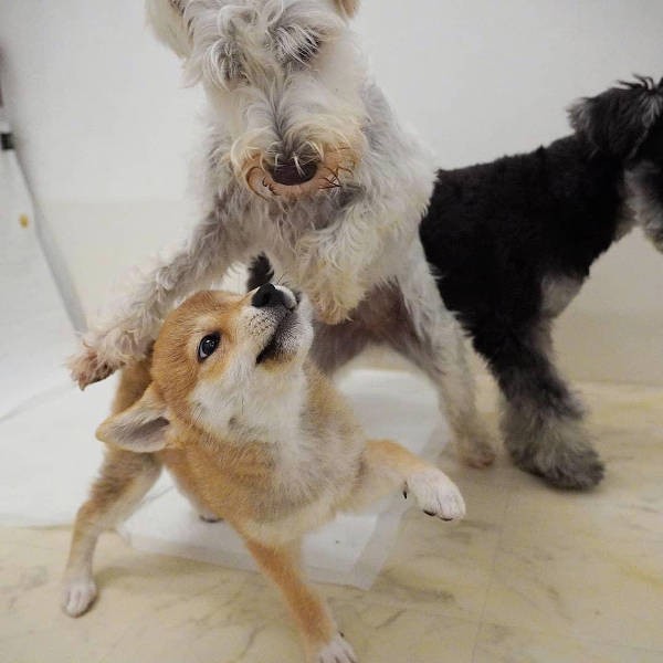 仲間との遊びは、犬同士のルールを学ぶ格好の機会