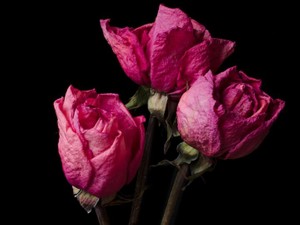 失恋したのに「ありがとう」と、私は物わかりの良い女を演じた後悔