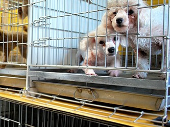 ケージ３段重ね、急ぐ出荷、衛生には配慮…　犬の繁殖業者の現実