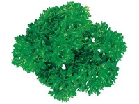 パセリ丸（折兼 容器スタイル提供）