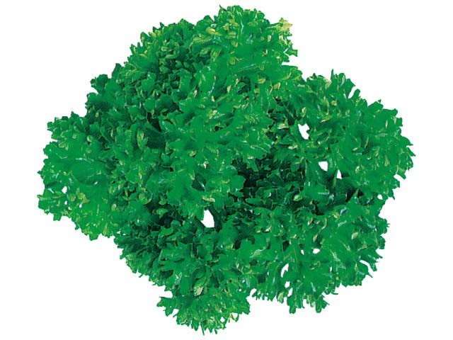 パセリ丸（折兼 容器スタイル提供）