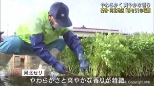 伝統野菜河北セリの収穫始まる　柔らかく爽やかな香り　宮城・石巻市