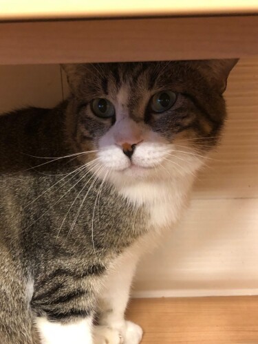 かおりさんがはじめて保護猫カフェねこかつで会った時、隅にいて、甘え方がうまくわからない感じだったという（かおりさん提供）