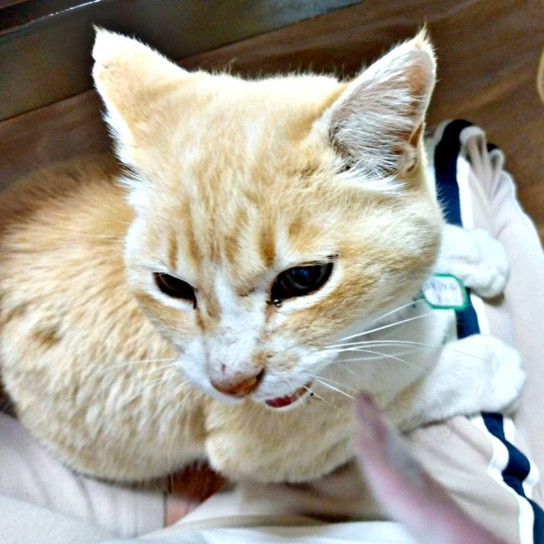 飼い主さんの膝上にちょこんと座るフータくん（画像提供：ナオとフータさん）