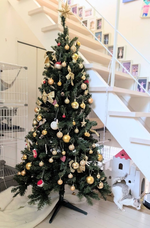 ツリーに登るのに飽きて飛び降りた瞬間の一枚（提供：NPO法人　府中猫の会さん）