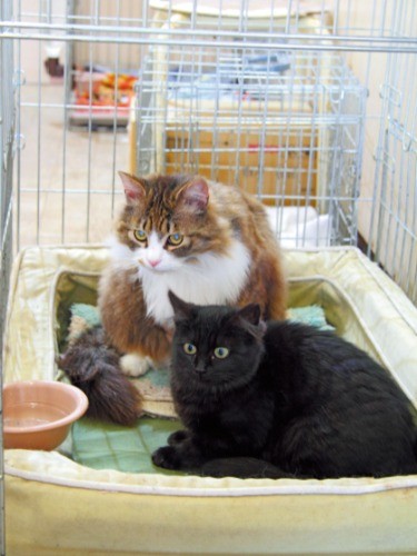 黒猫「まつちゃん」はすばしっこい『おそ松くん』のキャラ「チョロ松」より命名。「すばる」は軽トラの荷台に乗ったまま、母猫とはぐれてしまった猫