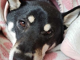 寒いねえ、こんな日は毛布でぬくぬくがいいね　柴犬の「まめ」