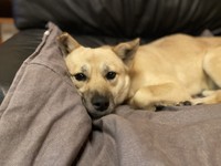 ユズちゃんとけんかになることがあったという元野犬の風花ちゃん（提供写真）