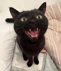 一生懸命に飼い主さんを呼ぶクロタくん（提供：punocoさん）