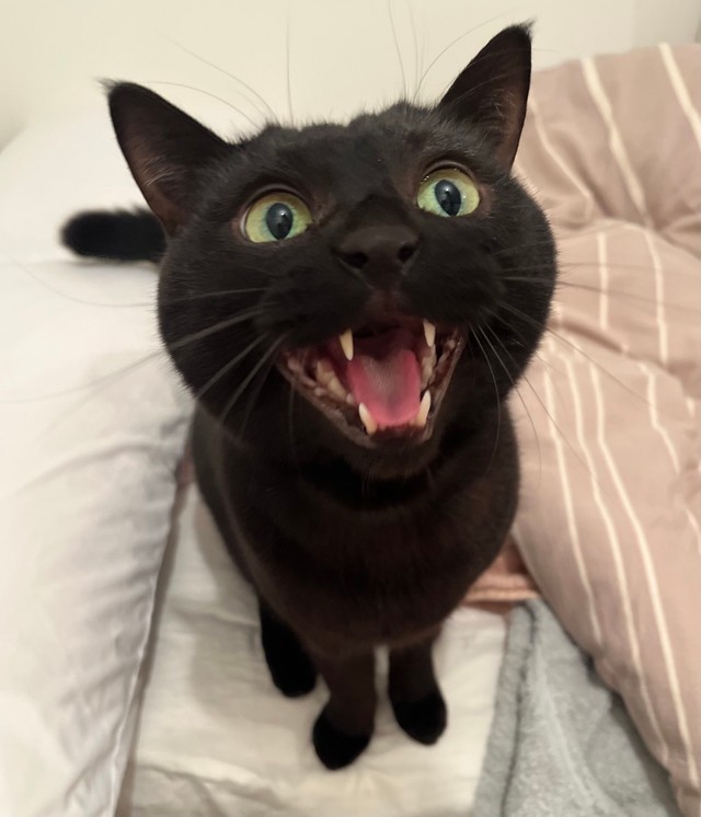 一生懸命に飼い主さんを呼ぶクロタくん（提供：punocoさん）