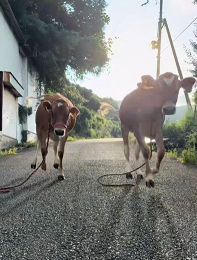 飼い主の元に走って駆け寄る子牛2頭／エアロファームさん（@aerofarm_5865）提供