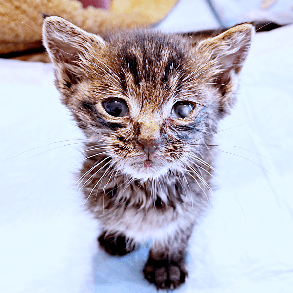 保護から10日後、懸命なケアを受けていたふくくん（画像提供：むぎさん）