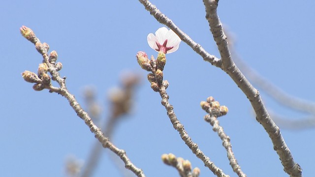 栗林公園　高松市栗林町　午後3時ごろ