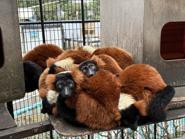 これが話題のエリマキ団子