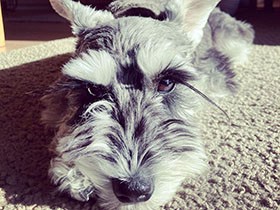 みんないってらっしゃい！　家族を見送りほっとひと息、ミニチュアシュナウザー「福」