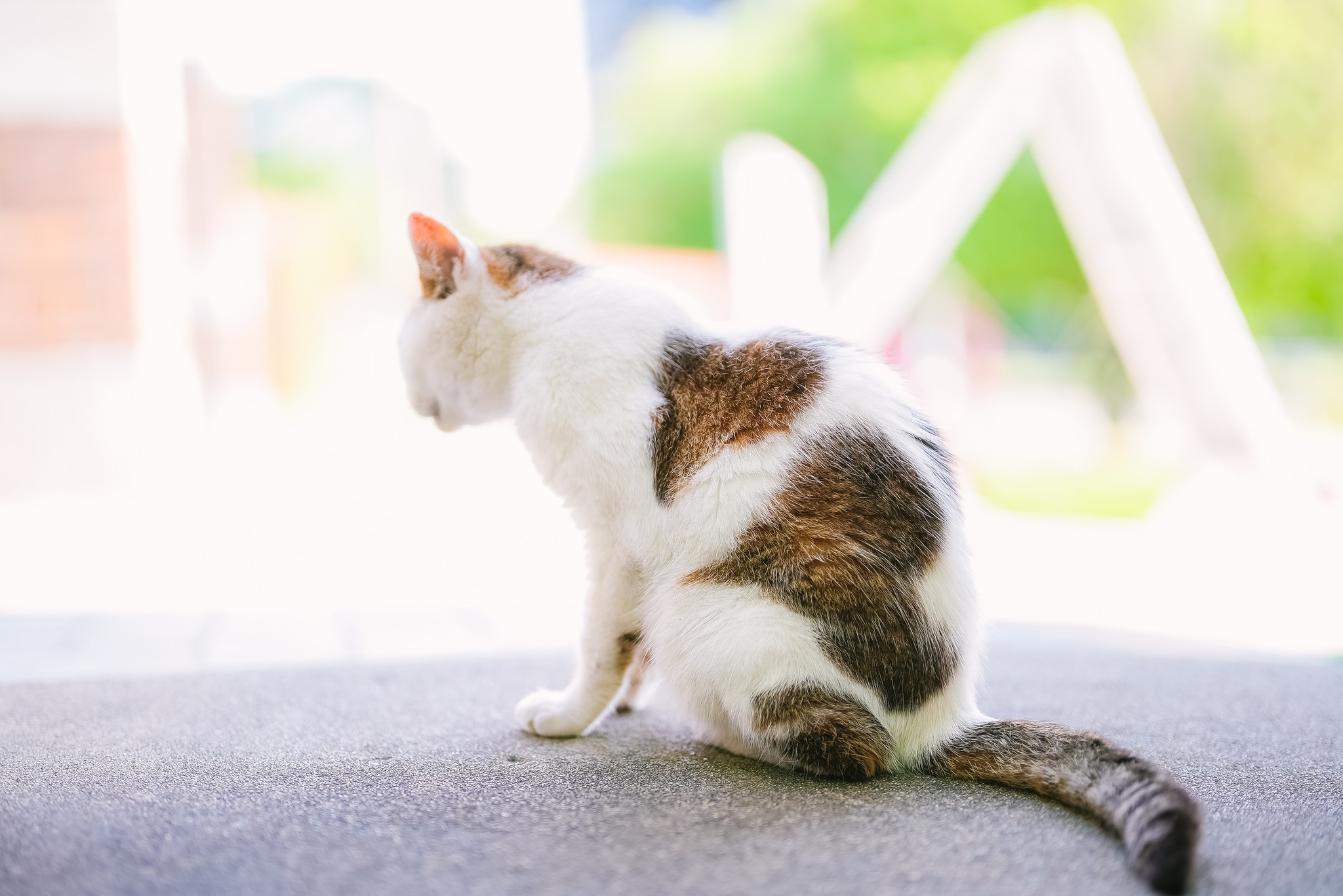 キャンパスのアイドルは、おばあちゃん猫！ 体にハートマークが2つある