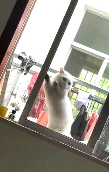 開けられた！（代理人さん提供、Xよりキャプチャ撮影）