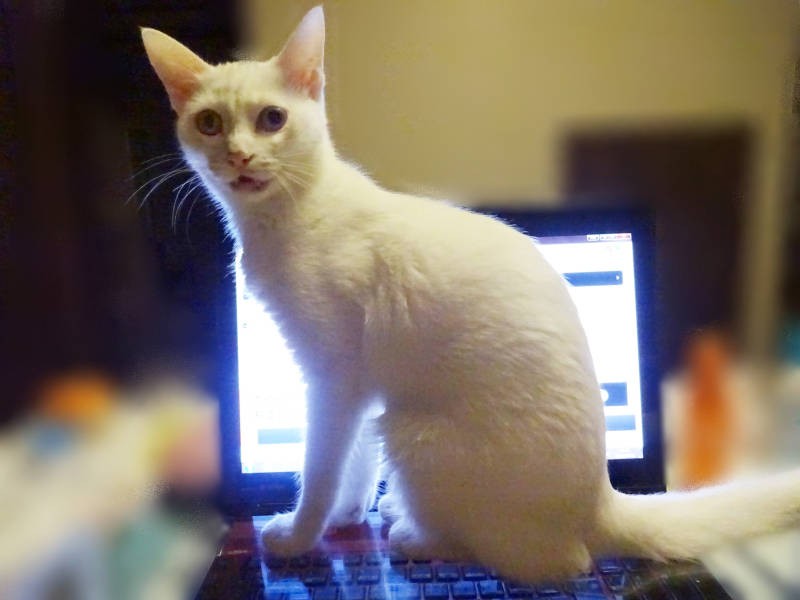 こちらも初期の珊瑚ちゃん。顔つきが今よりずっと険しいのが切ない……（sangorukaさん提供）