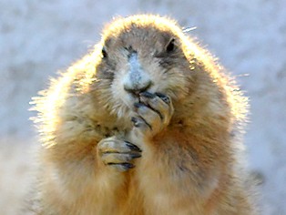 乙女なポーズが人気　犬のように鳴くオグロプレーリードッグ