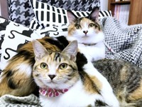 仲良くくつろぐチョモちゃん（奥）とタンモちゃん（手前）（画像提供：ねこねこ空港さん）