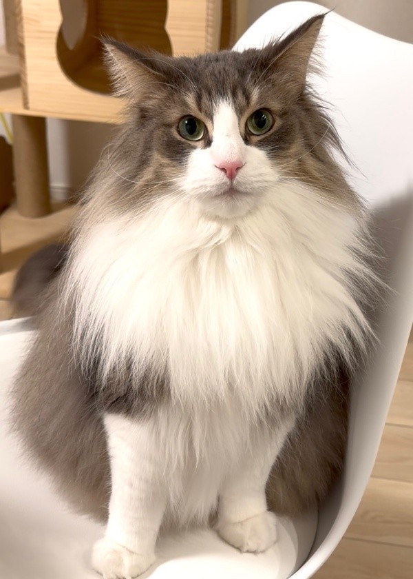 イケニャンすぎる！ ずっと見ていたくなる美しさの持ち主・kiriくん（画像提供：kiriくん）