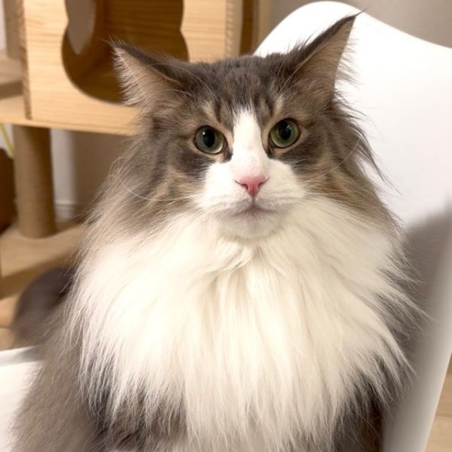 イケニャンすぎる！ ずっと見ていたくなる美しさの持ち主・kiriくん（画像提供：kiriくん）