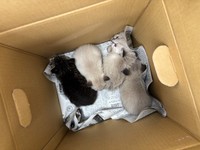 養鶏場に姿を現した子猫4匹を保護（「ショコラ＆メロディ隊長とゆかいな仲間たち」さん提供）
