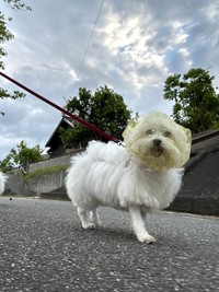 貴婦人のベールにも見える「拾い食い防止ネット」を装着し、ニコニコ顔でお散歩するマルプー、ひまわりさん（画像提供：ハルくんさん）