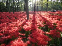 群生地には500万本以上もの曼珠沙華が咲く　（画像提供：埼玉県日高市）