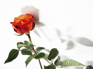 恋の終わりは私の始まりに。最高の元彼が残してくれたもの