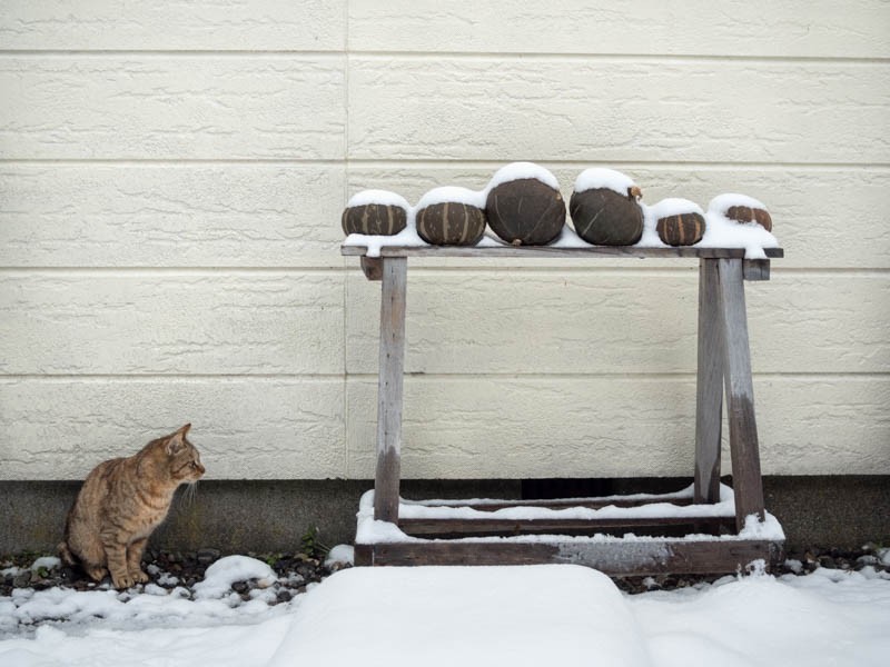 「かべねこ」より　（撮影　吉田裕吏洋）