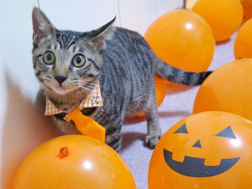 猫をかぶっていた？　家になじんだ途端に、子猫が大暴れ！