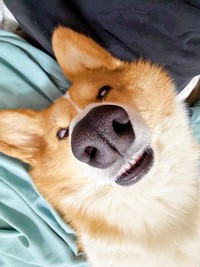 膝上ですやすや。衝撃的な寝顔を披露した柊くん（画像提供：Daikiさん）