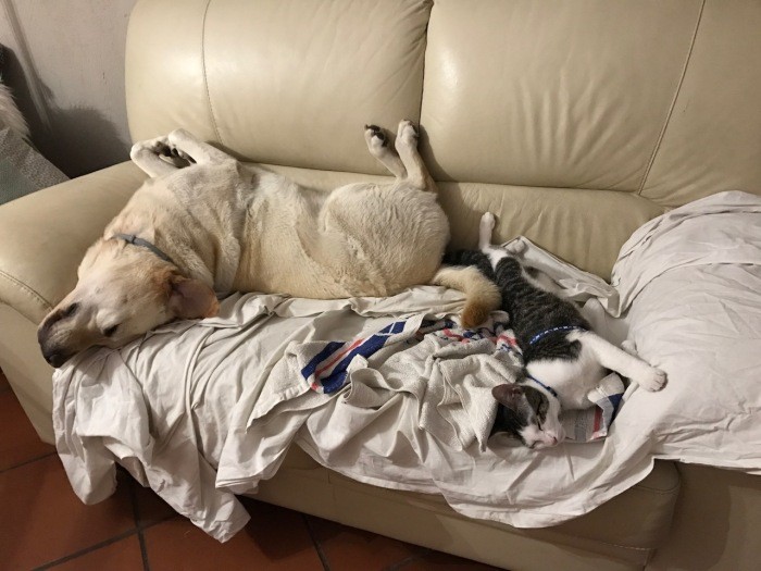 仲良くお昼寝中