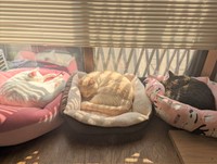 日向ぼっこ大好き！お外に出るより、暖かな家の中でのんびり過ごす方が良いみたい