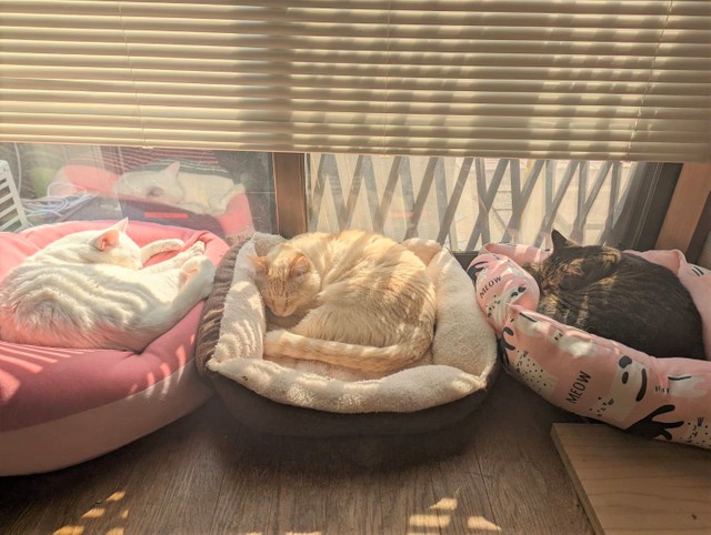 日向ぼっこ大好き！お外に出るより、暖かな家の中でのんびり過ごす方が良いみたい