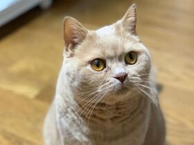 ボールをくわえないとフミフミしない　ブリティッシュショートヘア「ゆうじろう」