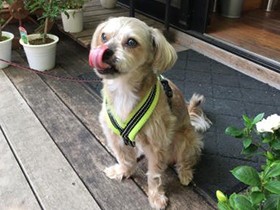 保護犬に見た亡き愛犬の面影　預かりボランティアで、離れがたく