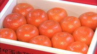 「ブラボー！」香川県のブランドみかん「小原紅早生」初競りで過去最高値