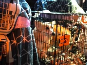 動物福祉団体にコロナの影　保護依頼は増加、でも譲渡会は開けず