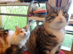 お香専門店の猫店長「ジジ」　ご褒美のまたたびの香りにうっとり