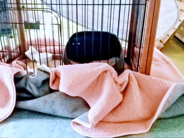 保護翌日、家で初めて朝を迎えたみいたろうくん（画像提供：くろねこ みいたろうさん）