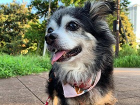 朝のお散歩、ほっとひと休み中　チワワの「バーニー」