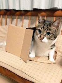 しまっちゃうの？=まりてつ(@marie_mamachan)さん提供