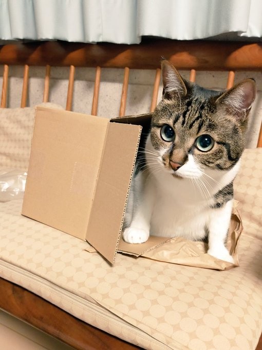 しまっちゃうの？=まりてつ(@marie_mamachan)さん提供