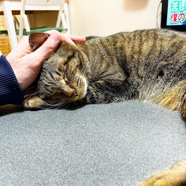 安心して眠れる我が家が見つかってよかった