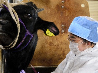 「公務員獣医」が足りない！　　岐阜大でインターンシップ必修に